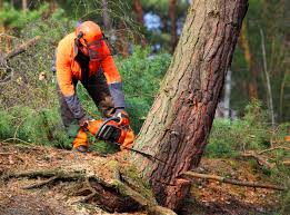 Best Utility Line Clearance  in Lake City, PA